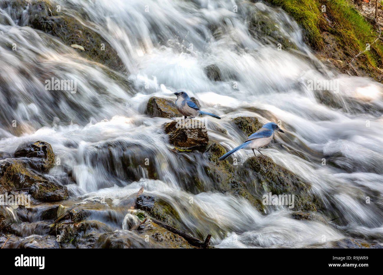 La cascata vista ravvicinata con Himalayan blue uccelli a Uttarakhand India Foto Stock