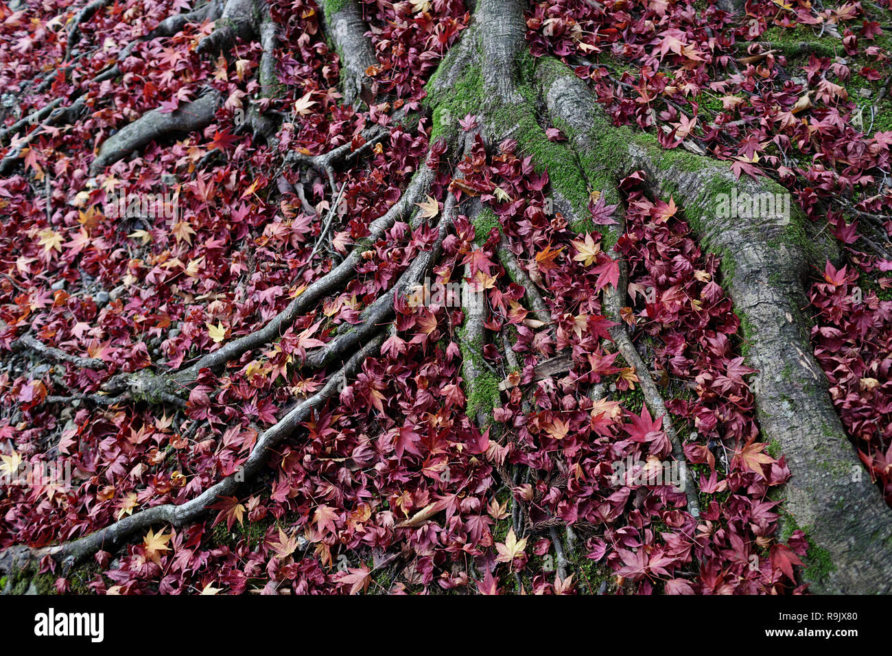 Splendido modello di aggrovigliarsi radici di albero caduto foglie di autunno. Sfondo e wallpaper design Foto Stock