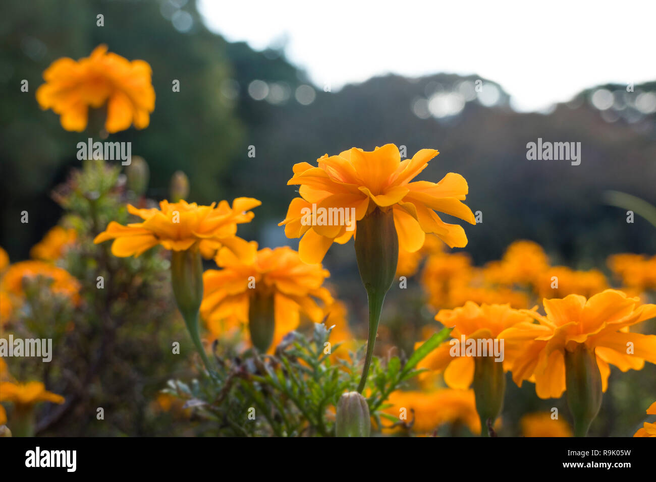 Orange Tagetes calendula fiori close up Foto Stock