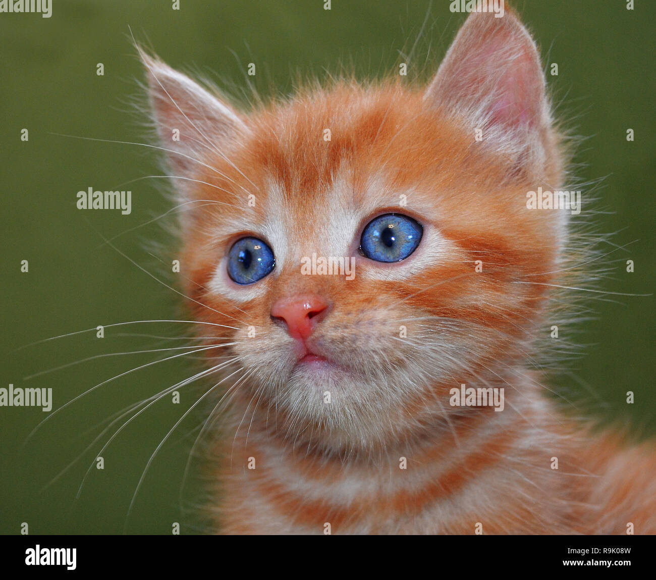 Il gatto rosso con gli occhi blu e bianco con cautela i baffi guarda dritto. Sfondo verde. La foto. Fluffy carino carino gattino Foto Stock