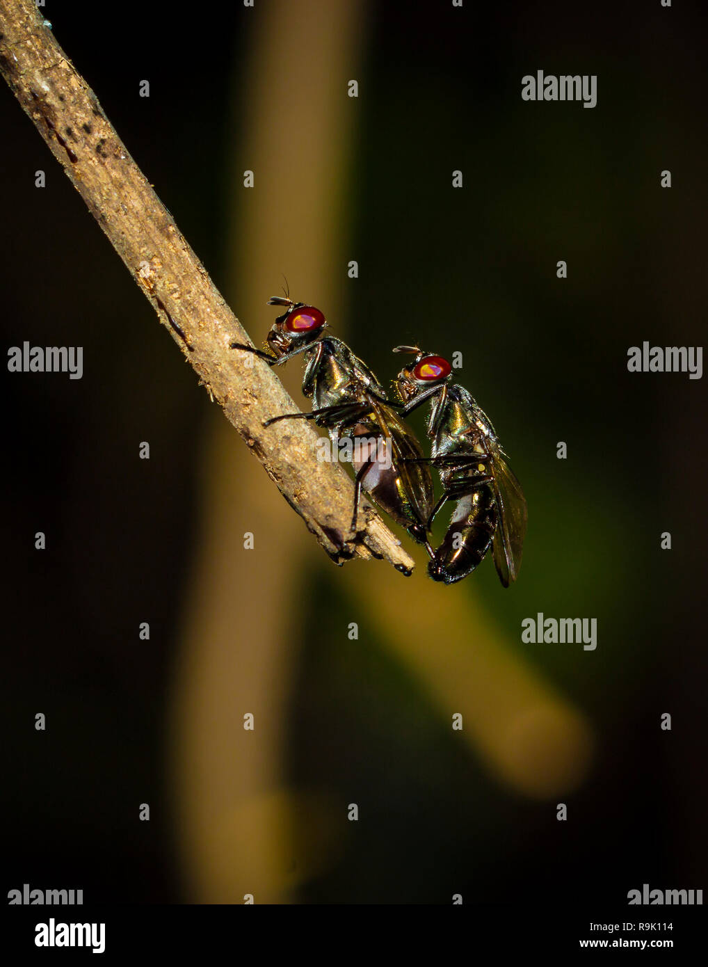Inclinazione di accoppiamento fly Foto Stock