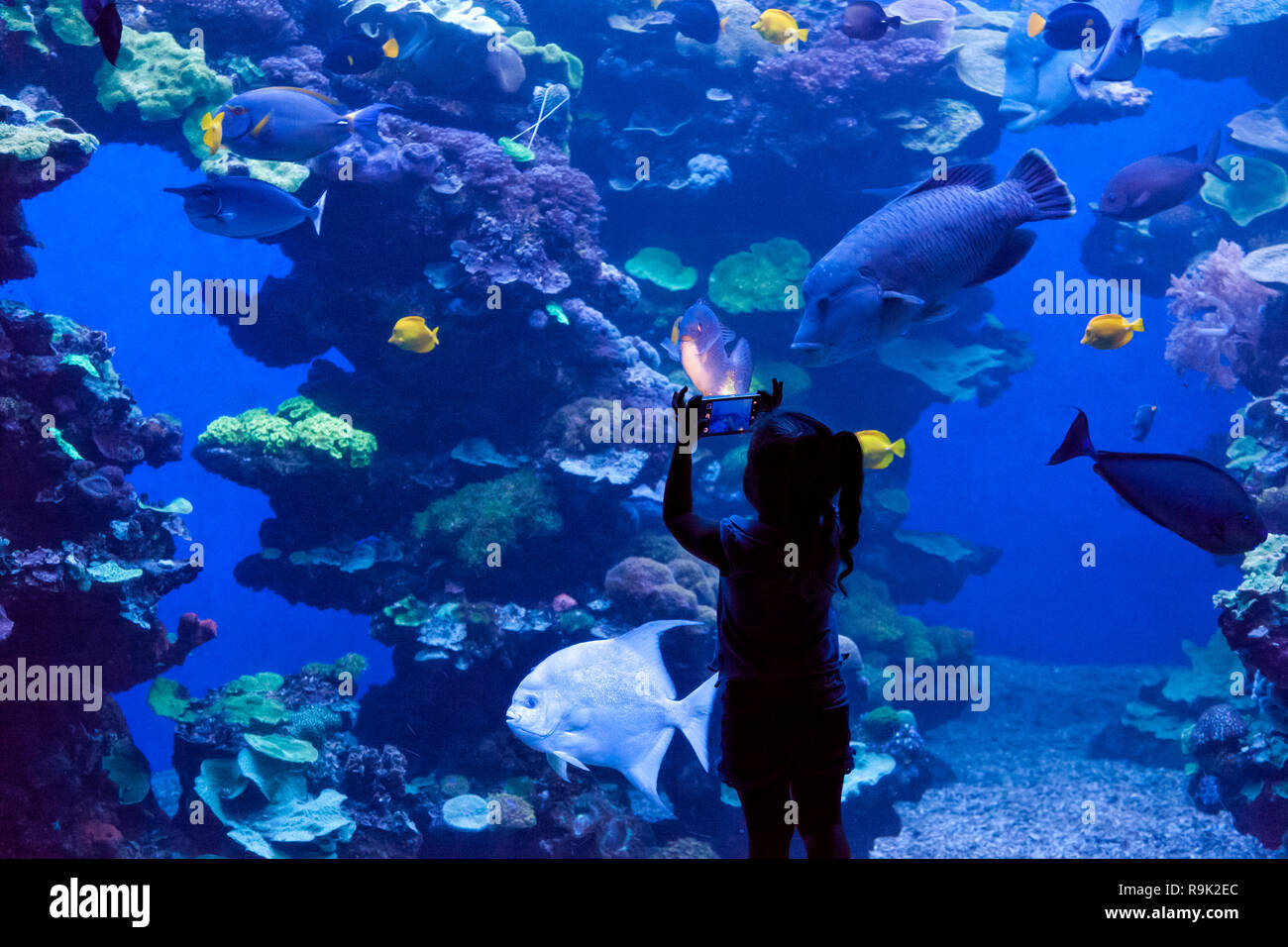 Bambino con un mobile di registrazione dei pesci in acquario Foto Stock