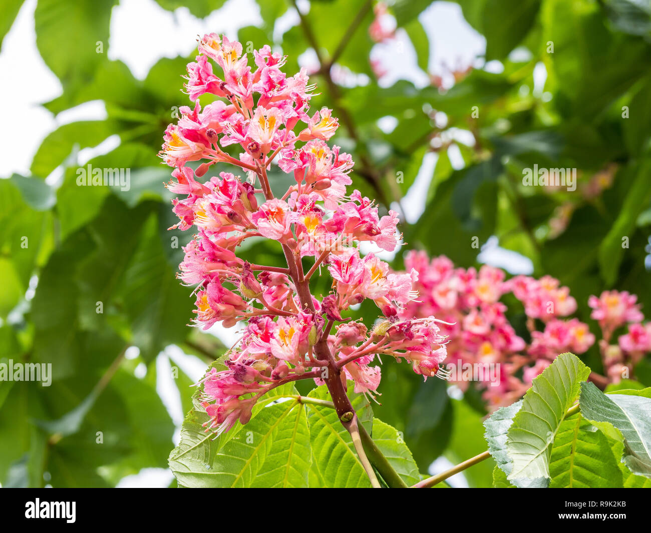 Aesculus x carnea Foto Stock