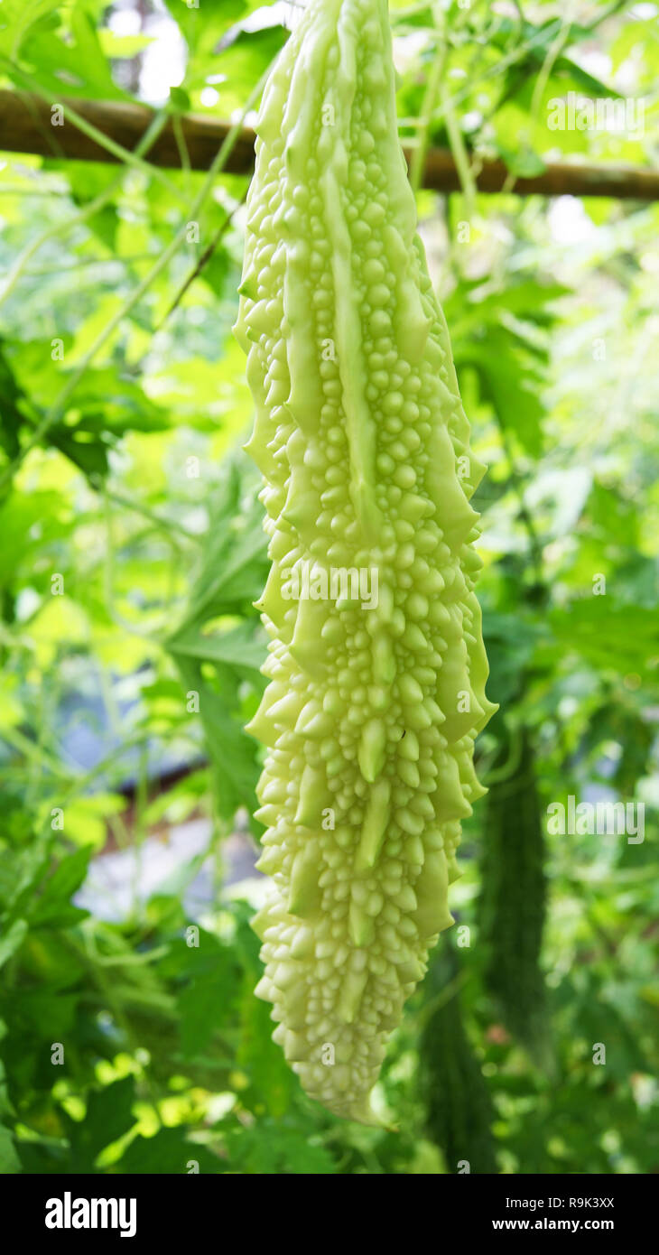 Gourd amaro in una fattoria biologica / Melone amaro o Verde zucca amara la crescita su vite in giardino agriturismo vegetale Foto Stock