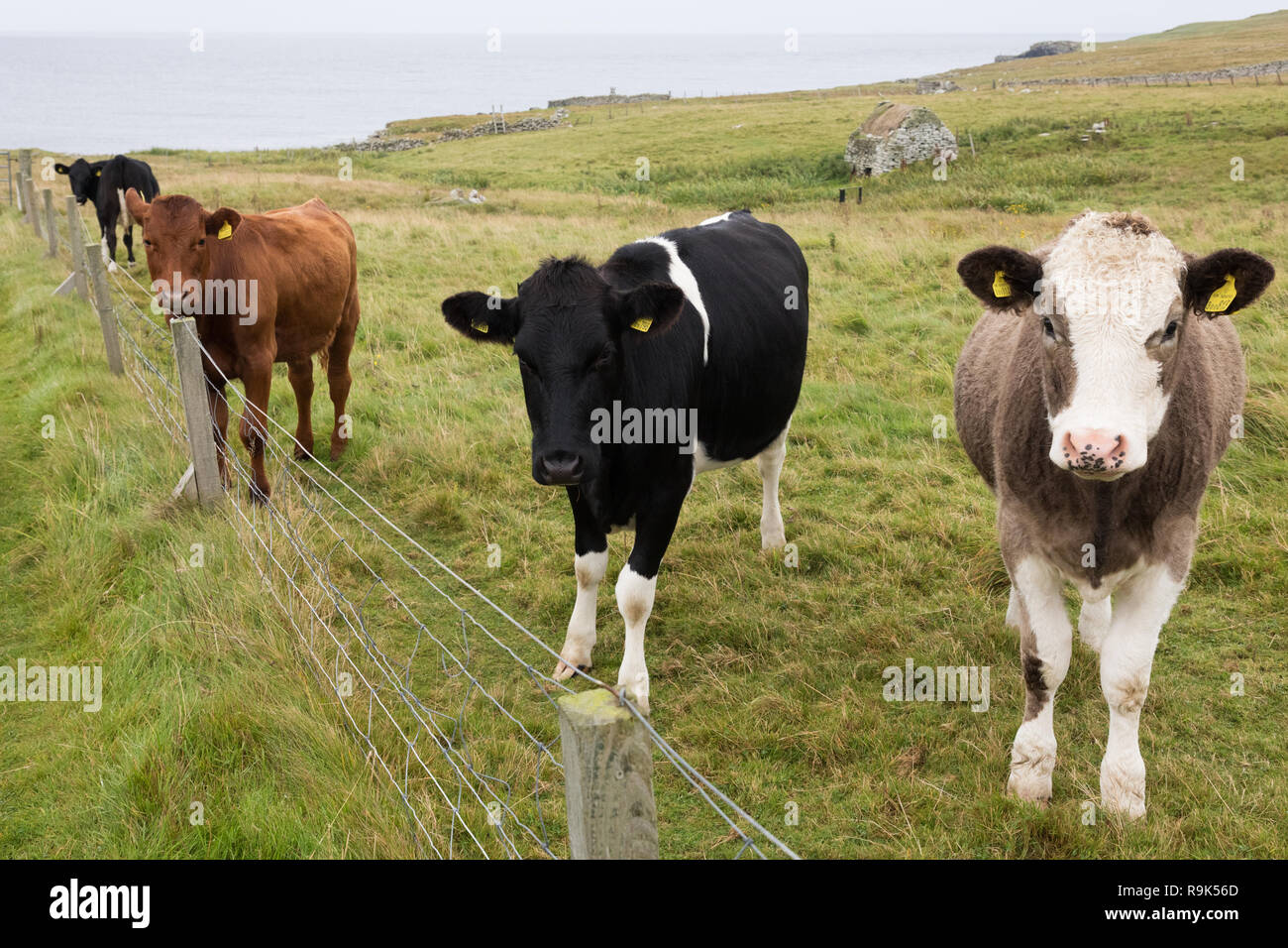 Vacche su un prato, isole Shetland, Regno Unito Foto Stock