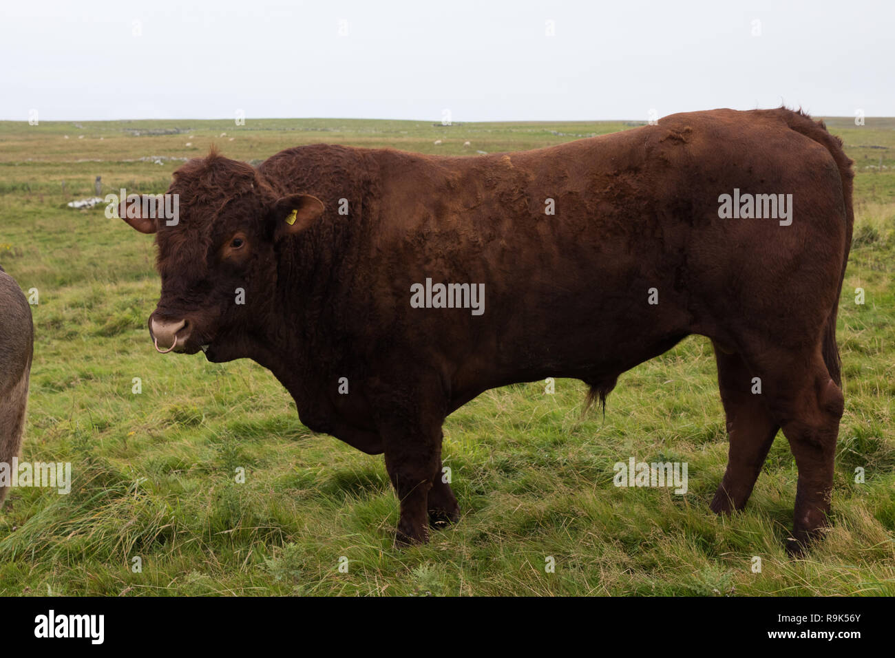 Vacche su un prato, isole Shetland, Regno Unito Foto Stock