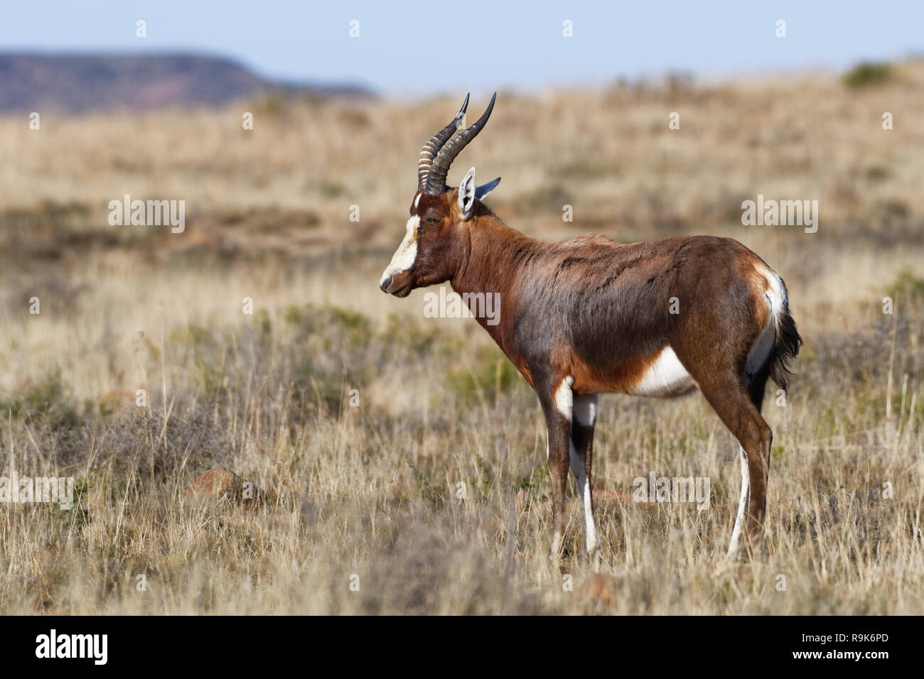 Blesbok (Damaliscus pygargus phillipsi), adulto, in piedi in un terreno erboso aperto, alert Mountain Zebra National Park, Capo orientale, Sud Africa e Africa Foto Stock