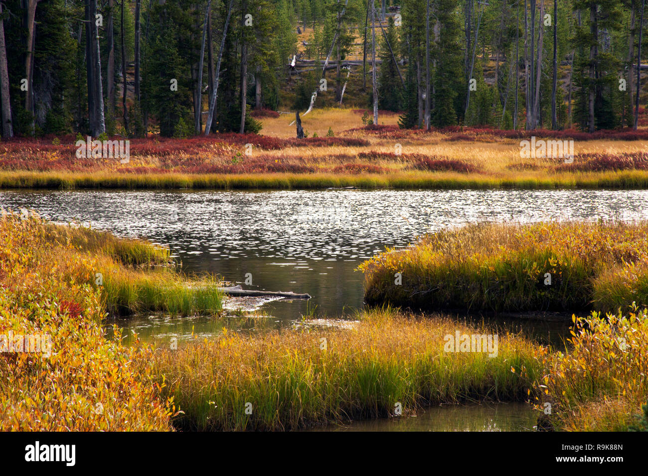 Il fiume di Lewis, Yellostone National Park, Wyoming Foto Stock