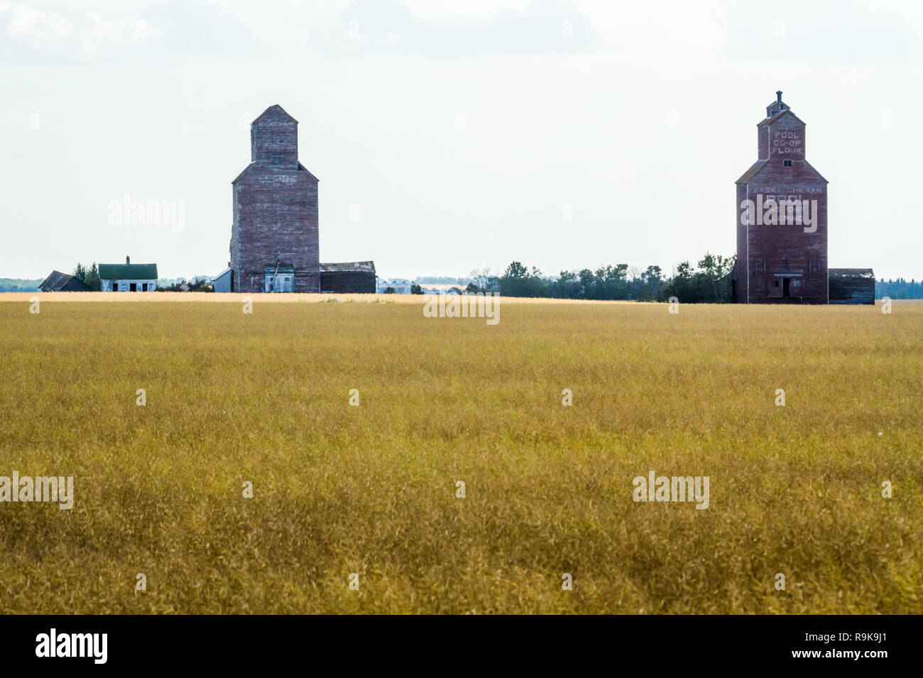 Vecchio elevatori della granella nella frazione di Lepine, Saskatchewan, Canada, 100 km a nord di Saskatoon. Agricoltura aziona l'economia nella provincia di frumento Foto Stock