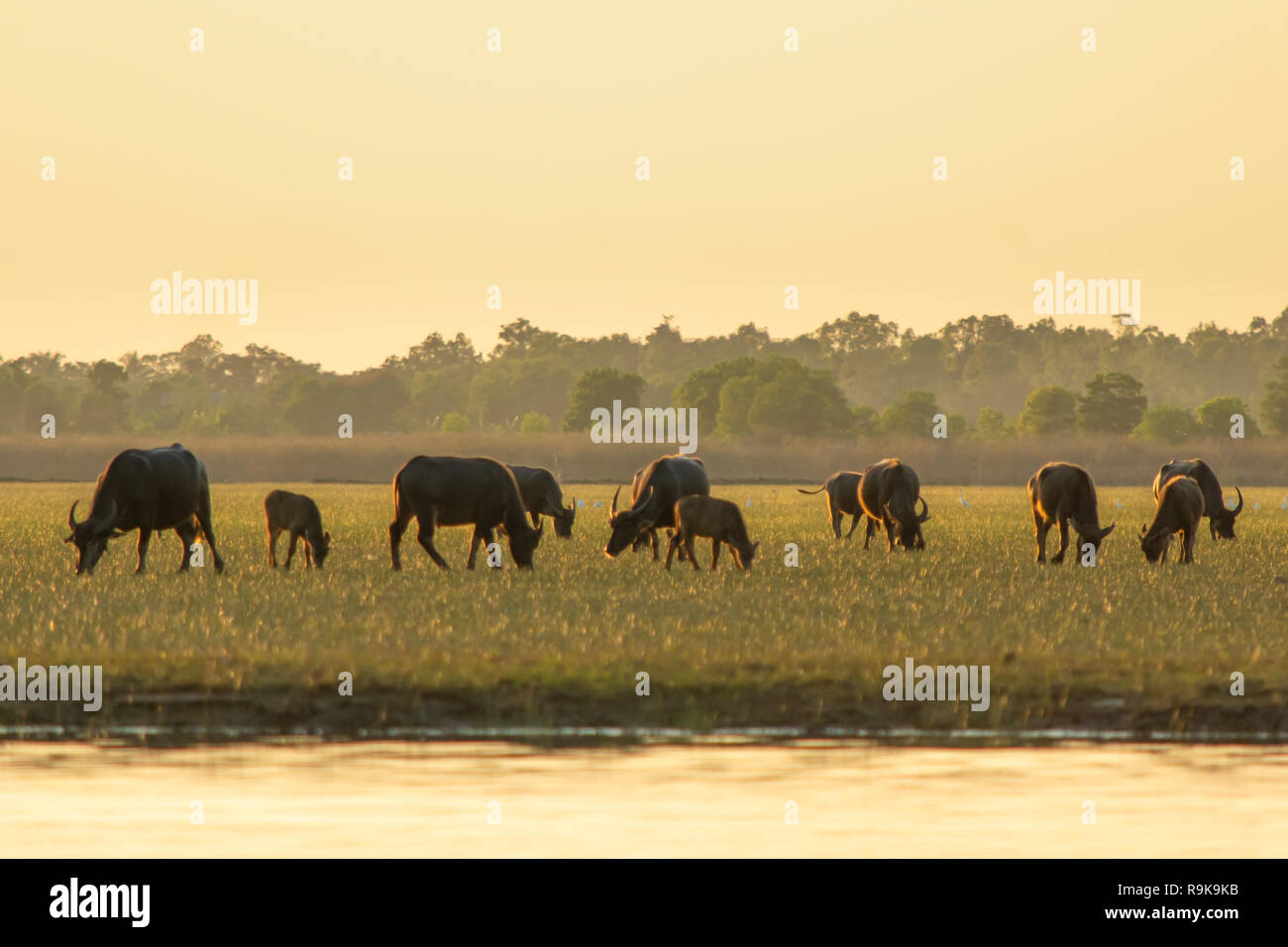 Palude tailandese buffalo nella palude di torba intorno a laguna Foto Stock