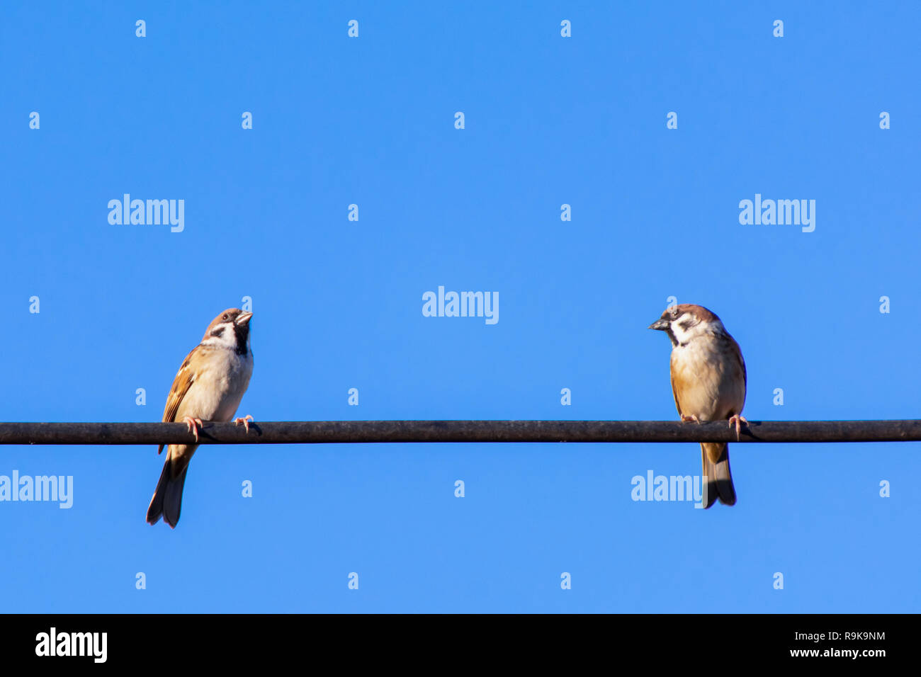 Sparrow bird seduta sul cavo elettrico con cielo blu sullo sfondo Foto Stock