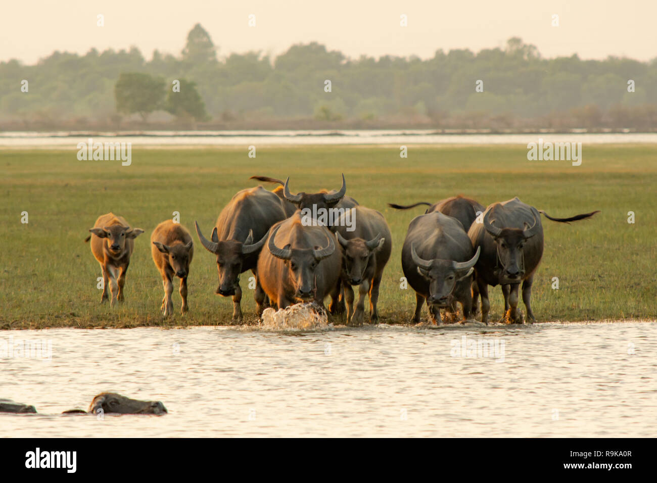 Palude tailandese buffalo nella palude di torba intorno a laguna Foto Stock