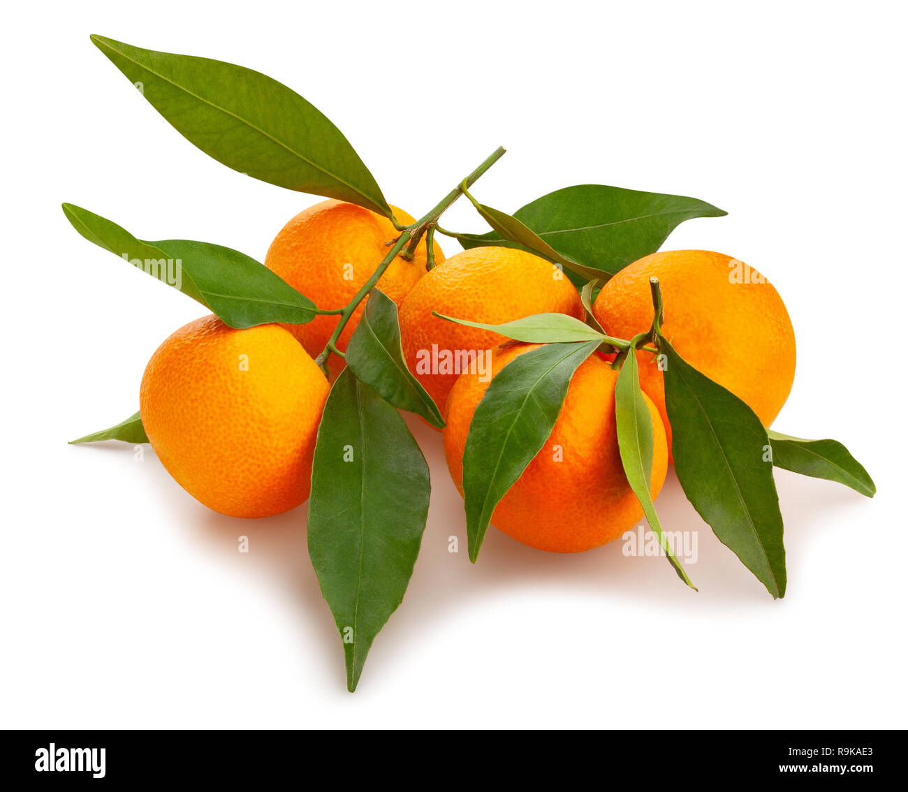 Tangerine percorso lascia isolato Foto Stock