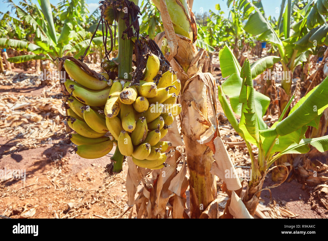 Albero di banana con un mazzetto di maturazione delle banane gialle Foto Stock