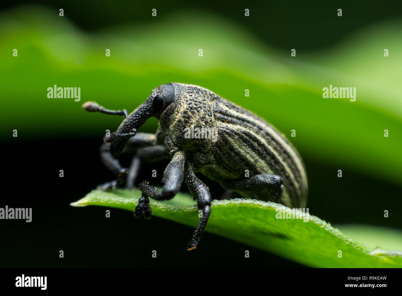 Boll curculione, curculione nero su verde foglia sfondo Foto Stock
