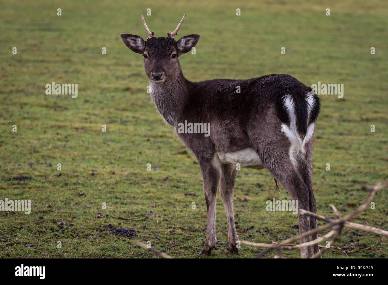 Daini (Damwild / Dama Dama) in inverno Foto Stock