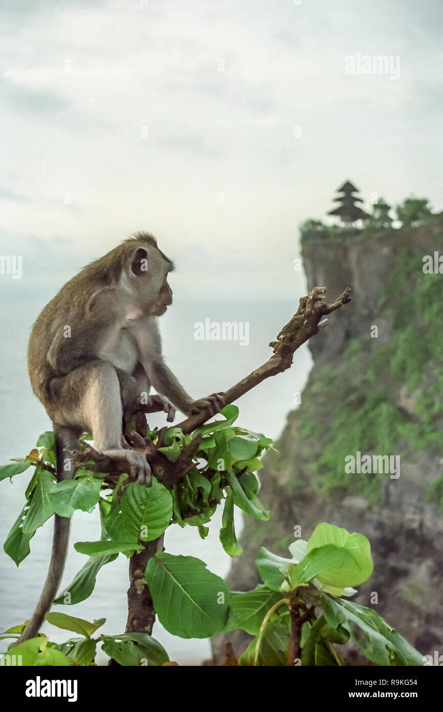 Monkey con il Tempio di Uluwatu in background, Bali, Indonesia Foto Stock