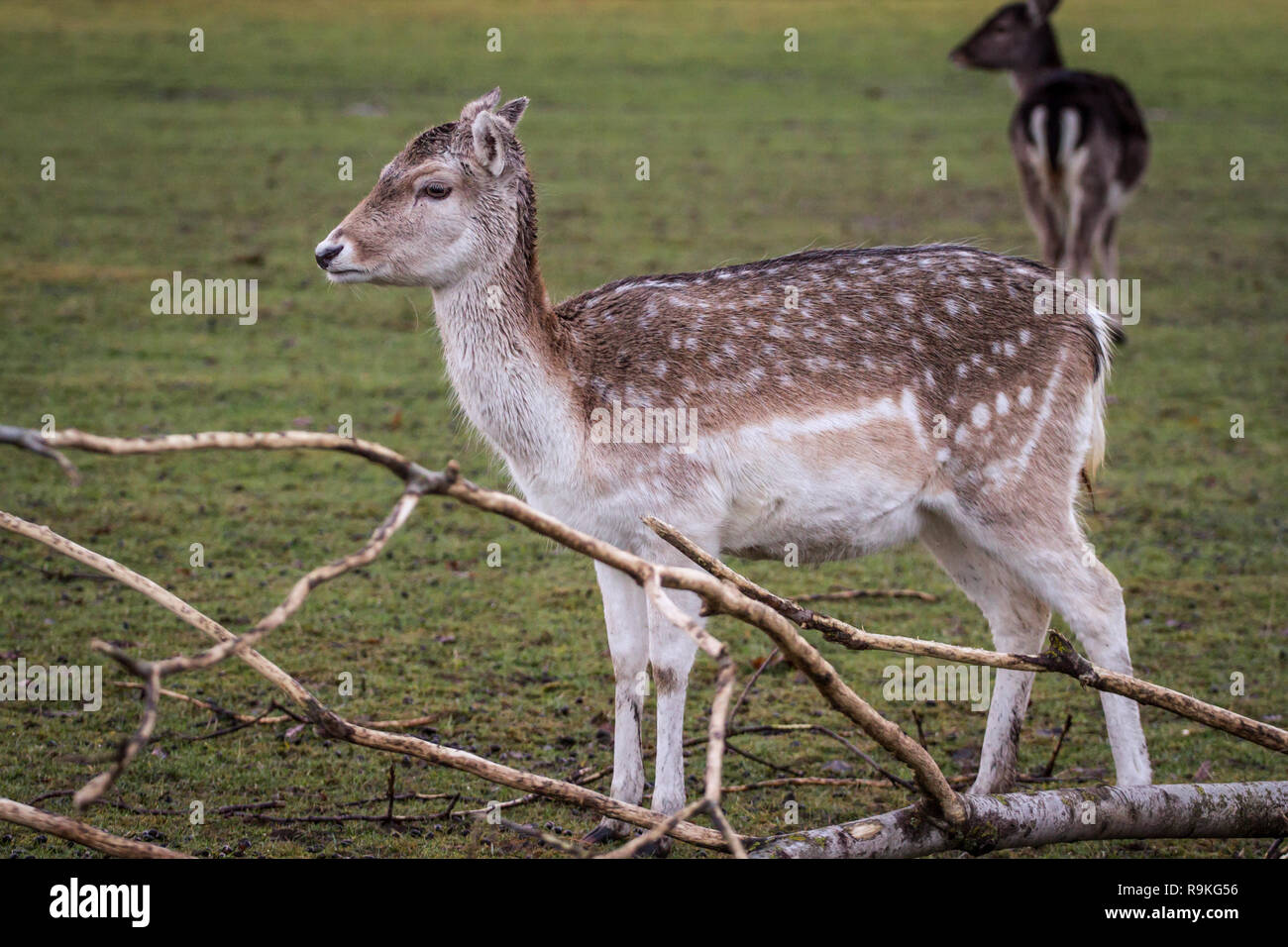 Daini (Damwild / Dama Dama) in inverno Foto Stock