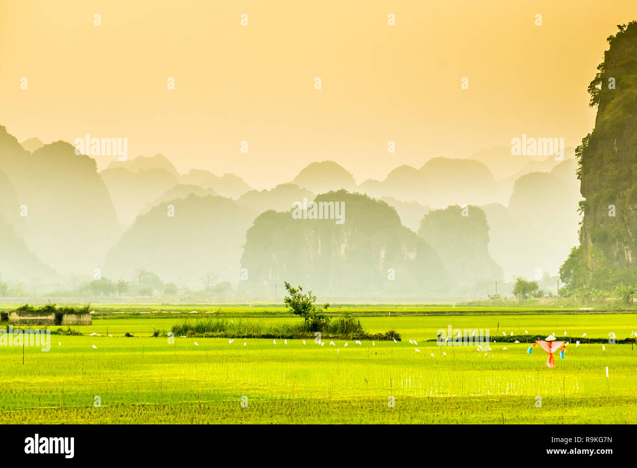 Lo splendido paesaggio di campi di riso vicino a Tam Coc, Ninh Binh in Vietnam Foto Stock