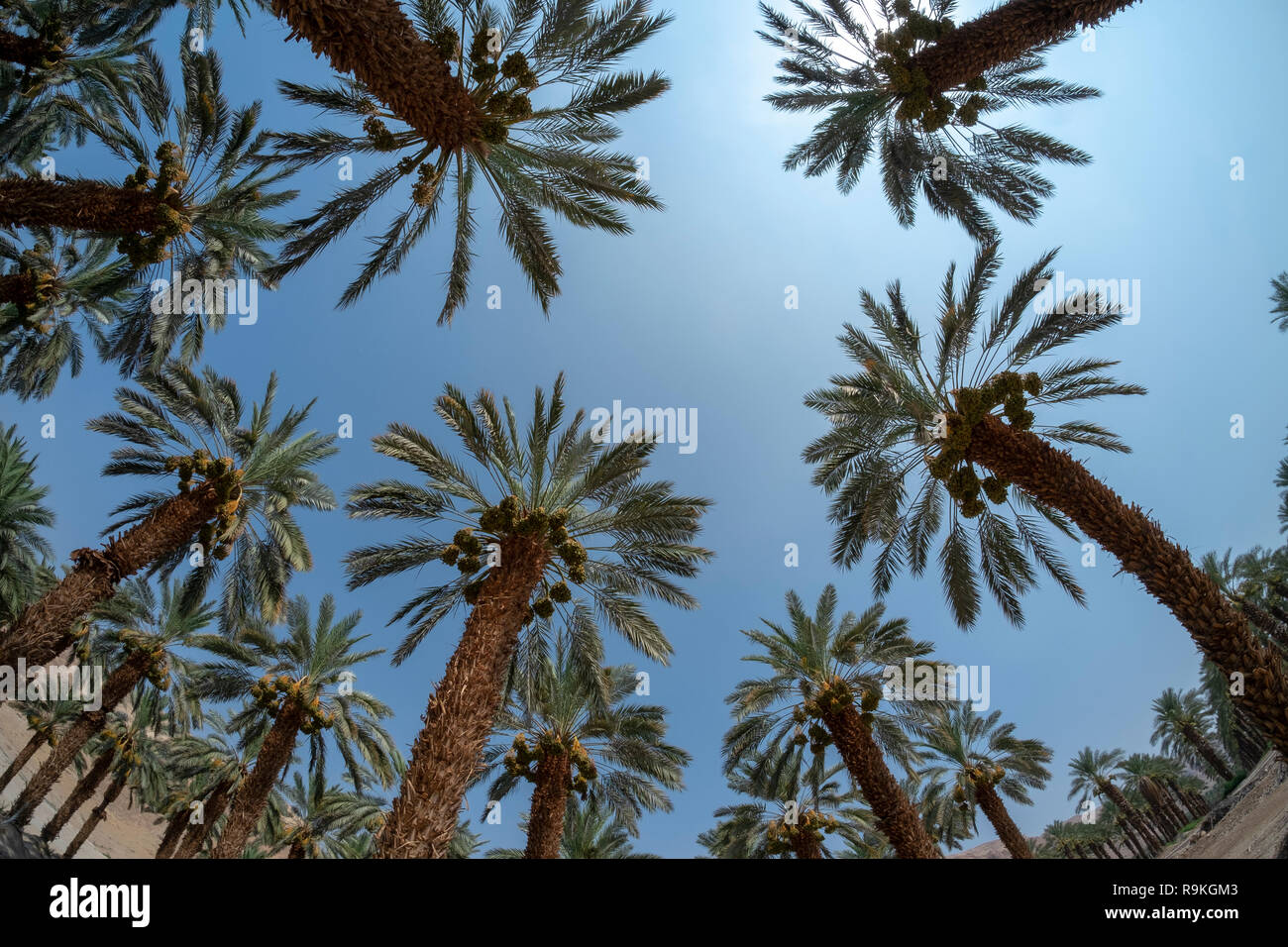 Agricoltura nel deserto. Vista fisheye di una palma plantation fotografato nel Mar Morto regione, Israele Foto Stock