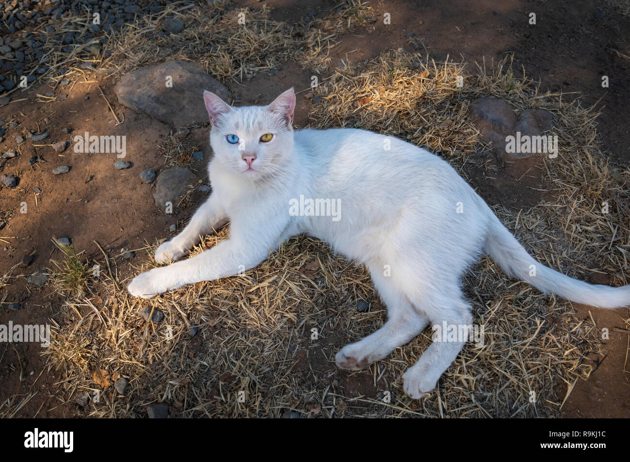 Barn cat con uno d'oro e un occhio azzurro Foto Stock