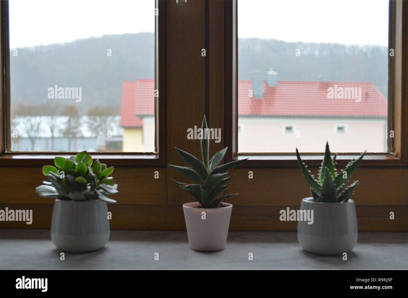 Tre i cactus sul davanzale di una fila come decorazione idea ispiratrice per la camera da letto Foto Stock