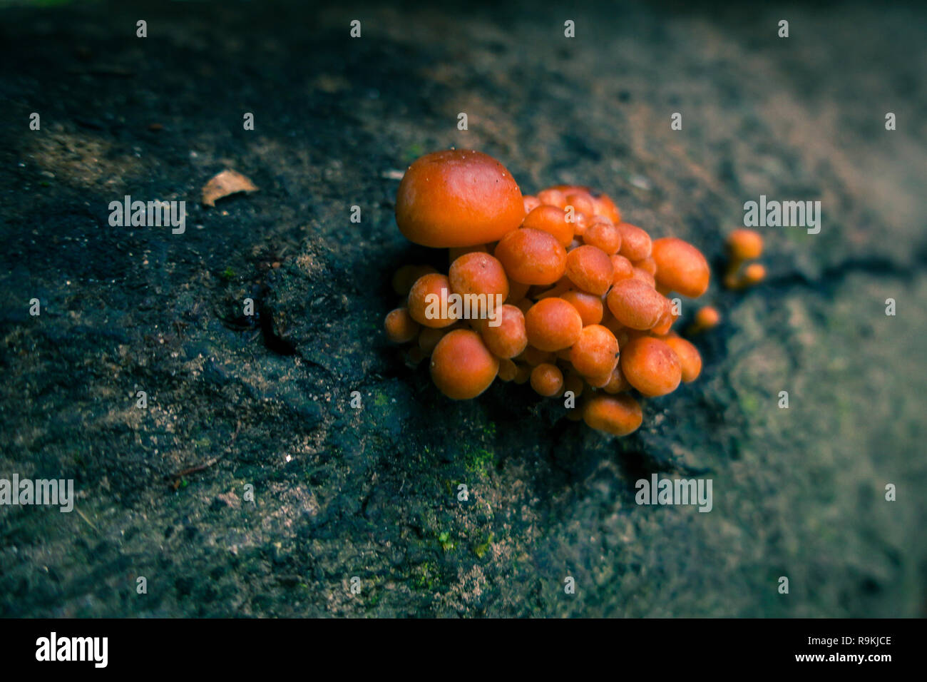 Fungo su tronco di albero, macro close up, il fuoco selettivo, orange teal guardare, tronco ricoperto da muschi e licheni Foto Stock