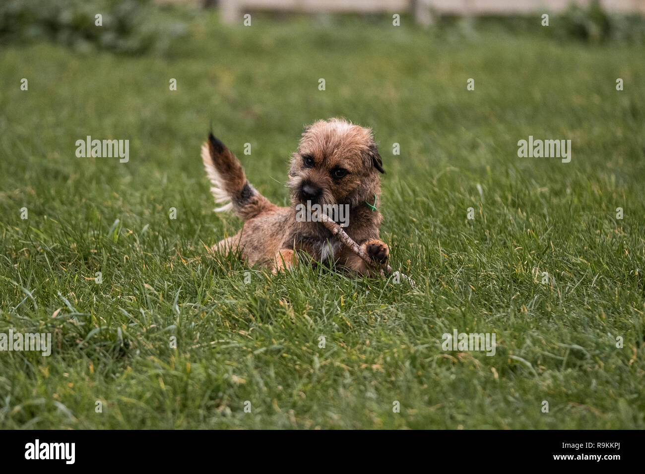 Border terrier cane sdraiati sull'erba e masticare su un bastone. Foto Stock