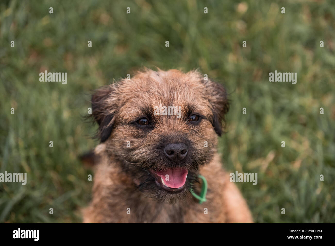 Un confine terrier cane con un tag di registrazione sdraiati sull'erba e sorridente verso la telecamera. Foto Stock
