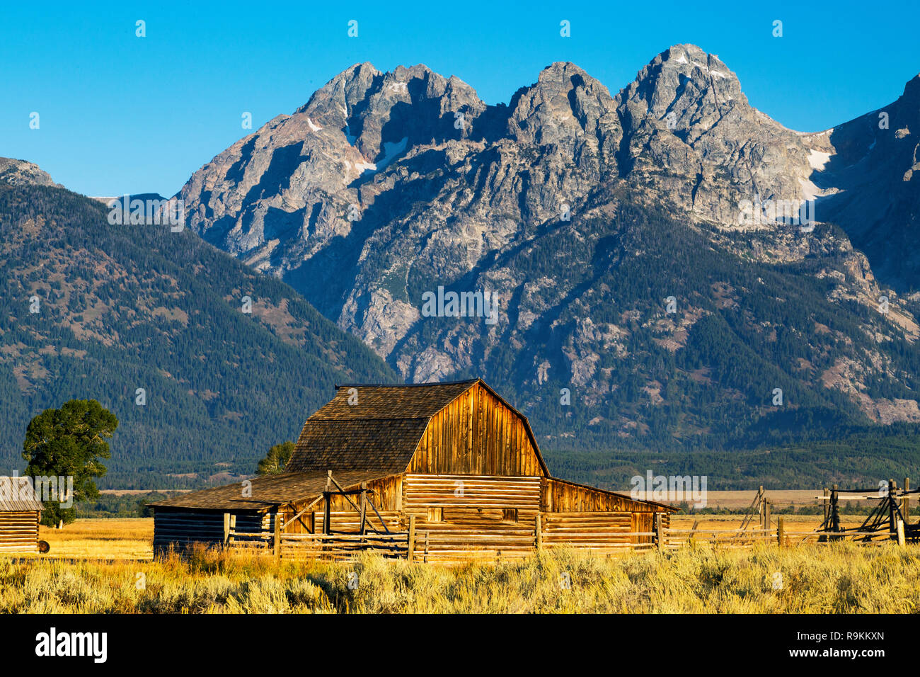 Riga mormone fienile in colori autunnali, Grand Teton National Park, Wyoming Foto Stock