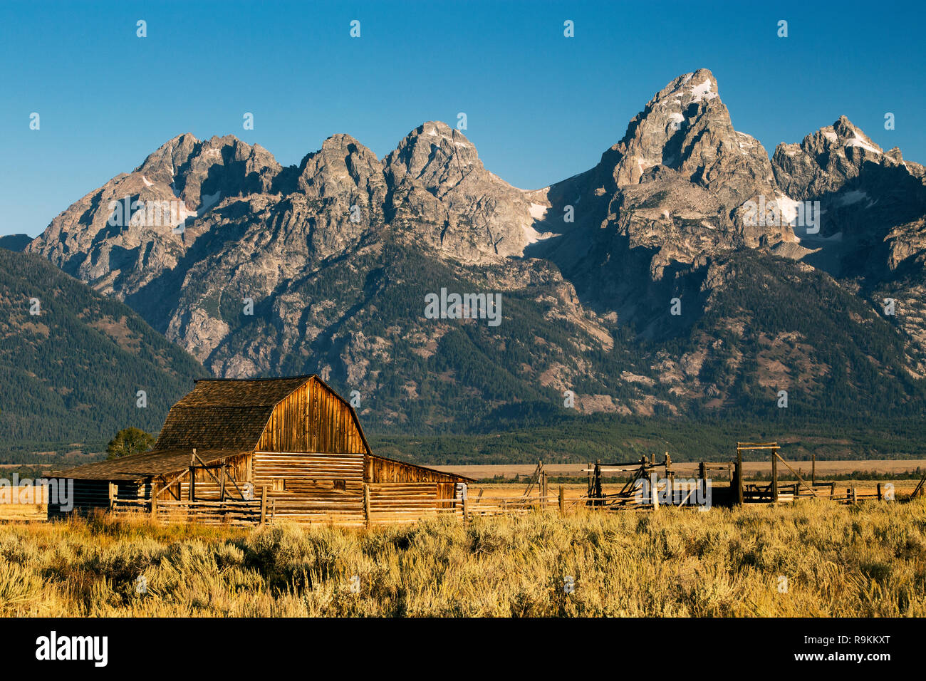 Riga mormone fienile in colori autunnali, Grand Teton National Park, Wyoming Foto Stock