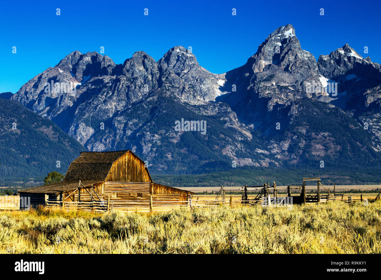 Riga mormone fienile in colori autunnali, Grand Teton National Park, Wyoming Foto Stock