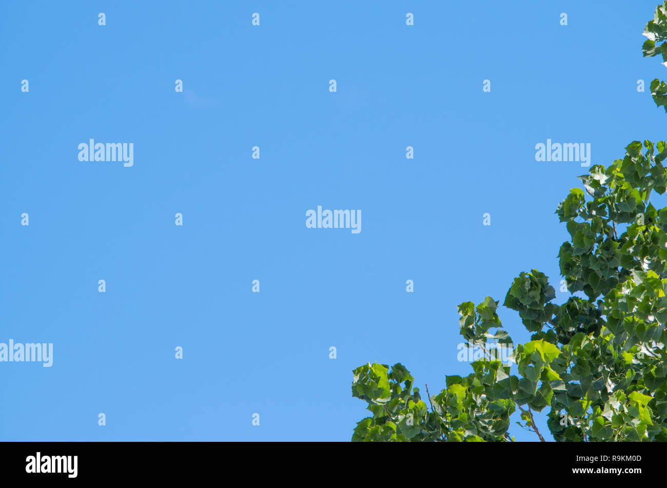 Lascia contro un cielo blu chiaro in una giornata di sole Foto Stock