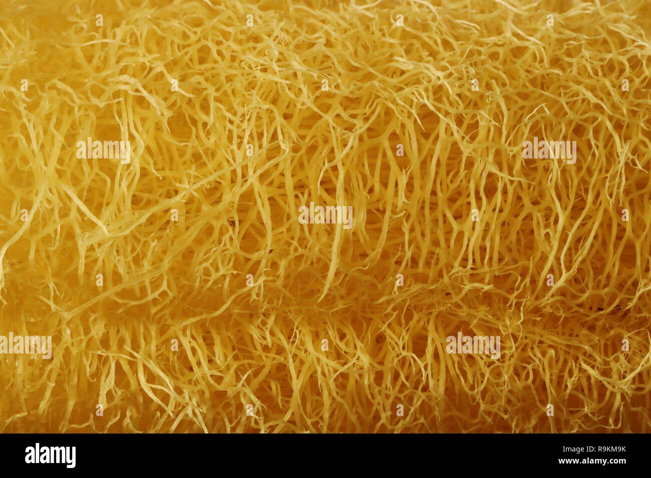 Texture di naturale giallo Fibra di luffa, sfondo astratto Foto Stock