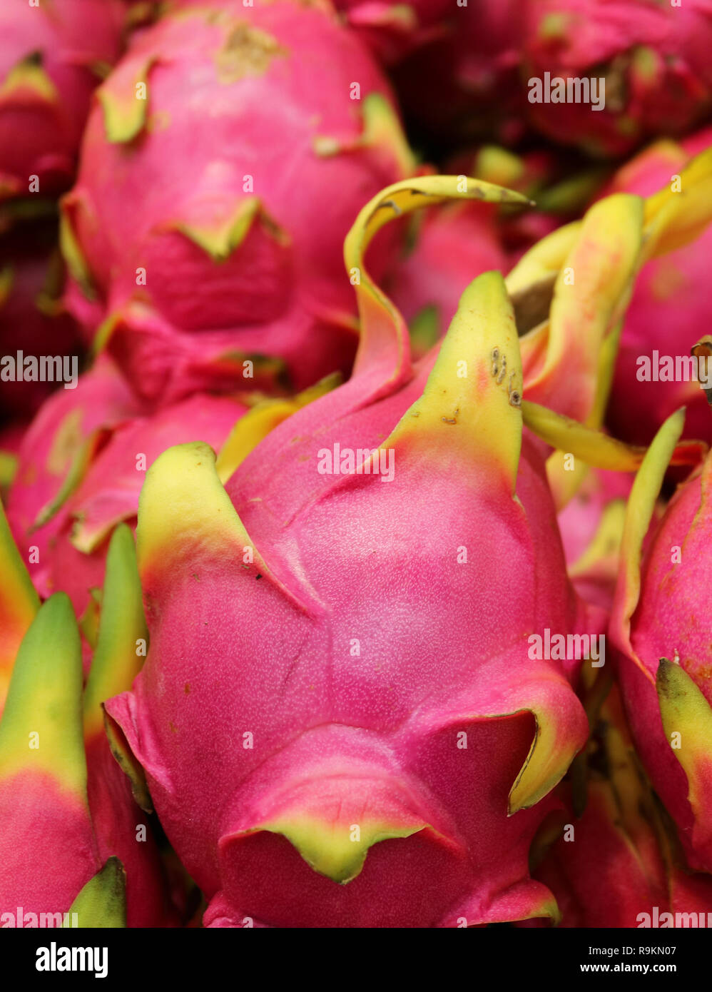 Chiuso vibranti Drago rosa o frutta fragola pera, frutta popolare nella famiglia di Cactus Foto Stock