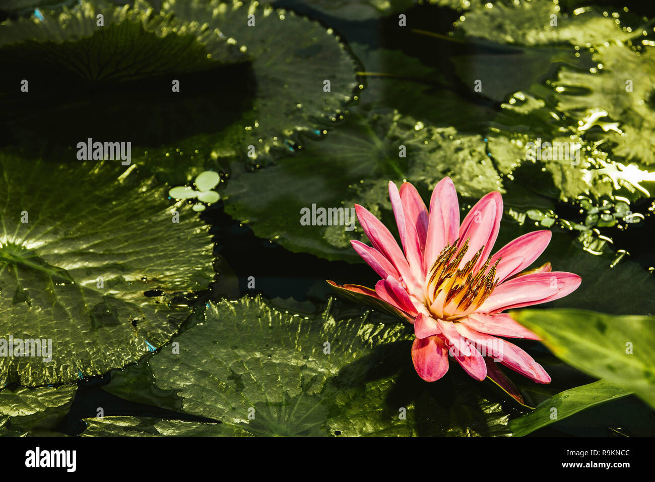 Fioritura del fiore di loto Foto Stock