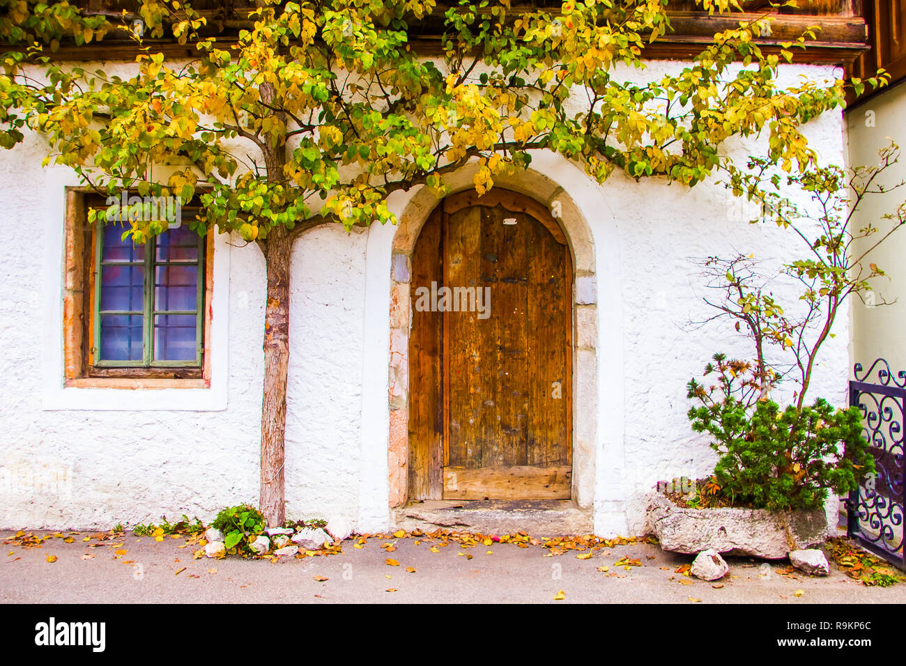 Hedera, massa-creeping pianta legnosa sulla facciata della casa, Hallstatt in Austria Foto Stock