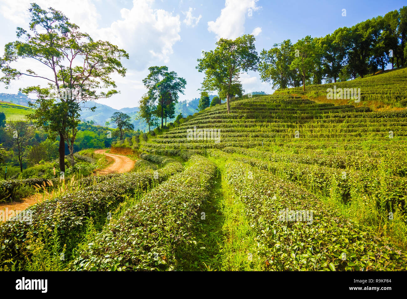 Bella verde fresco tè oolong piantagione di campo, Mae Salong vicino a Chiang Rai, a nord della Thailandia in Asia Foto Stock