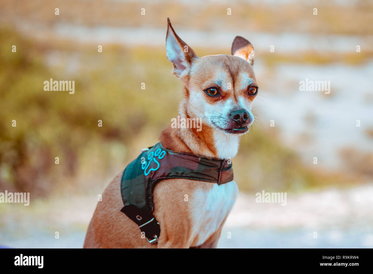 Chihuahua cane con sfondo blured Foto Stock