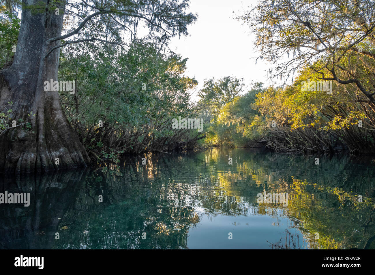Rock Bluff primaverile sul fiume Suwanneee, Gilchrist County, Florida Foto Stock