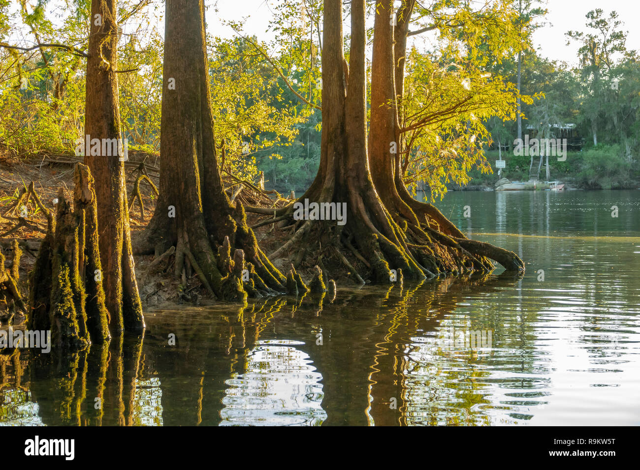 Cipressi al Rock Bluff primaverile sul fiume Suwanneee, Gilchrist County, Florida Foto Stock