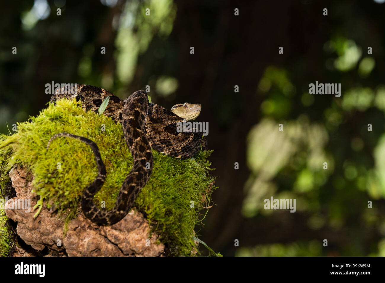 Infame fer-de-lancia snake in Costa Rica Foto Stock