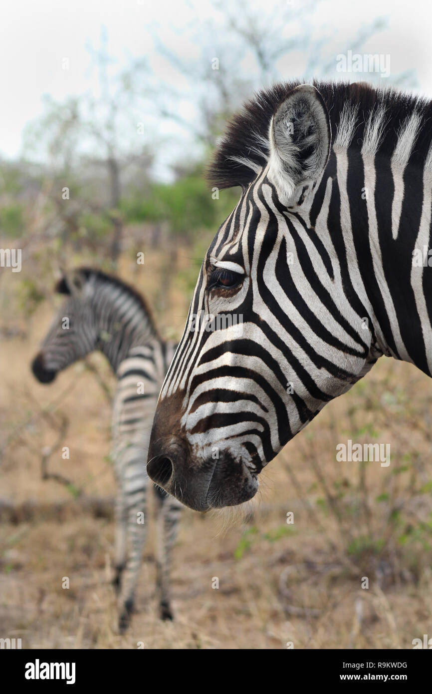 Madre zebra con giovani, profilo laterale, Kruger National Park, Sud Africa Foto Stock