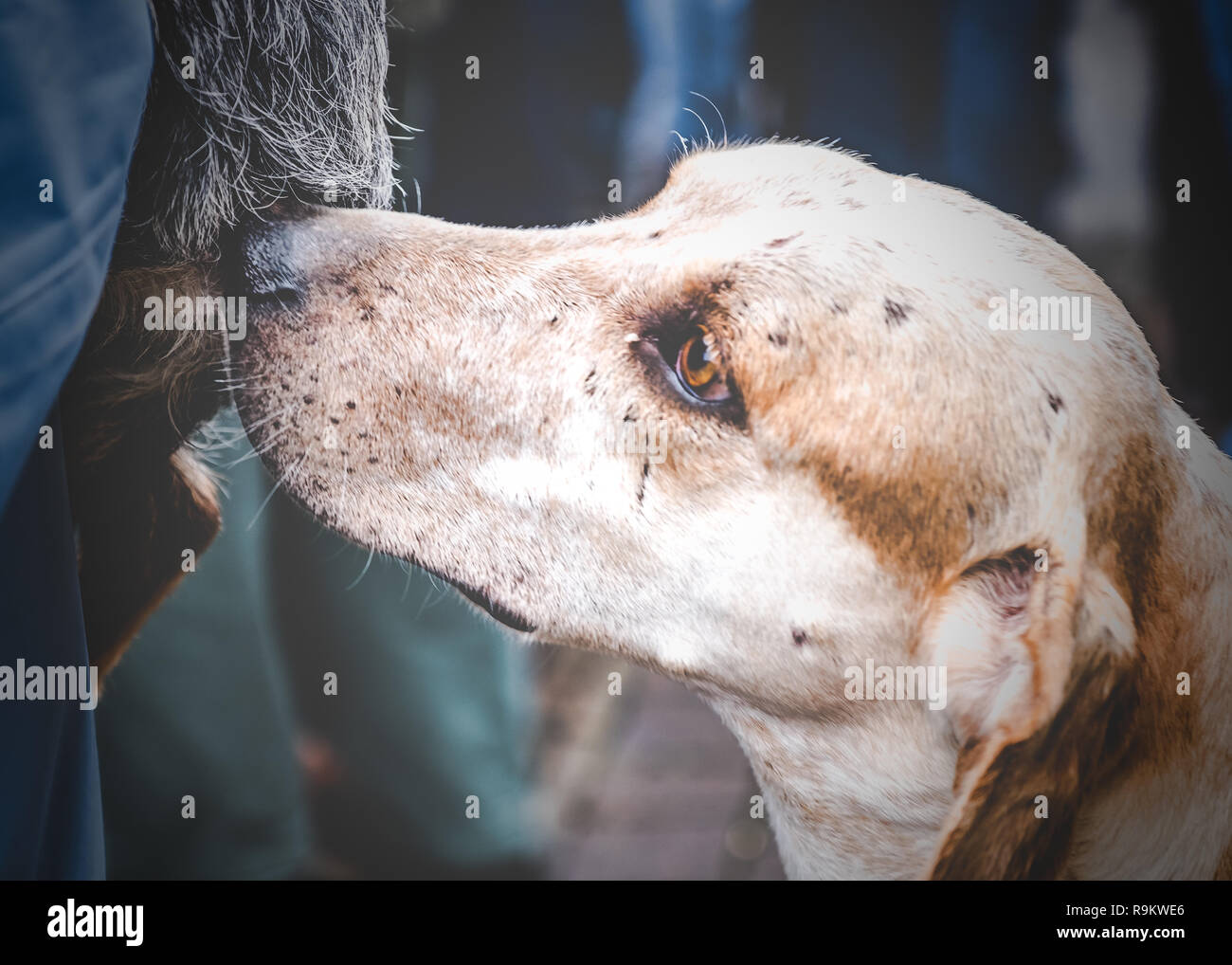 Un segugio del sangue lo sniffing all'inizio dell'Heythrop Hunt a Chipping Norton, Oxfordshire sul Boxing Day 2018. Foto Stock