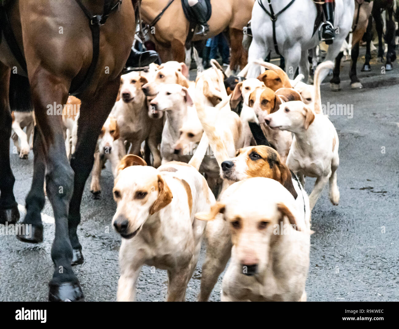 Un pack di cani all'inizio dell'Heythrop Hunt a Chipping Norton, Oxfordshire sul Boxing Day 2018. Foto Stock