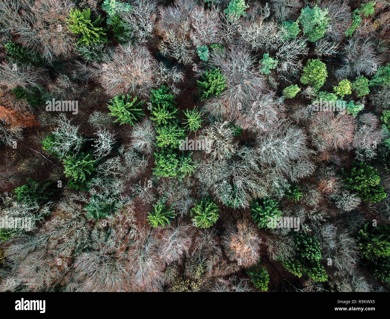 Inverno tree tops Foto Stock