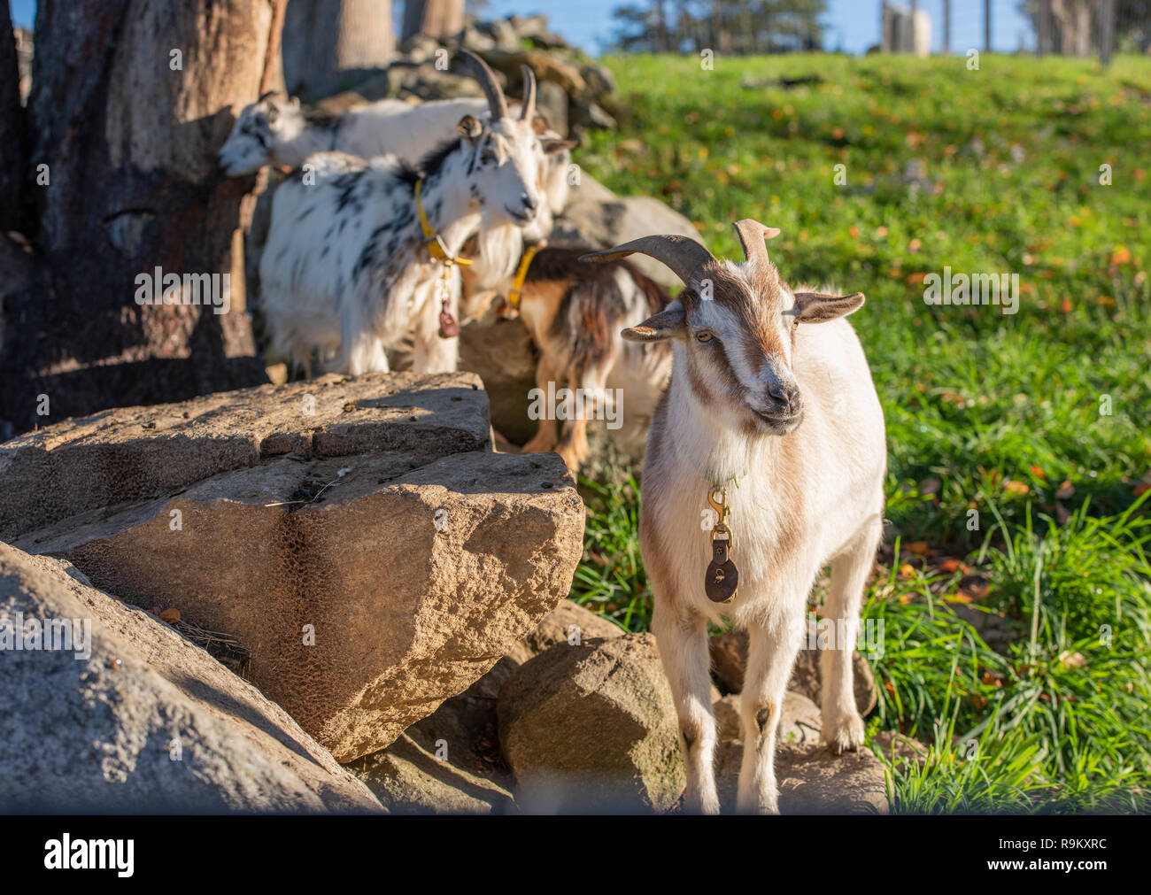 Capra alpina animali domestici nella penna rocciose Foto Stock