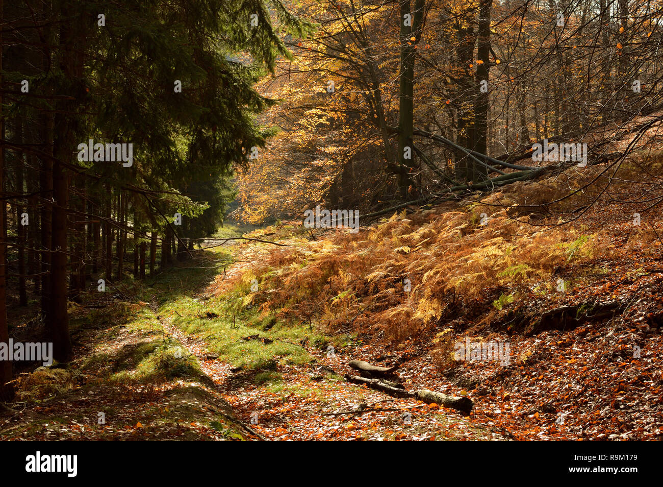 Autunno percorso di foresta nel sole, Bergisches Land, Germania. Foto Stock