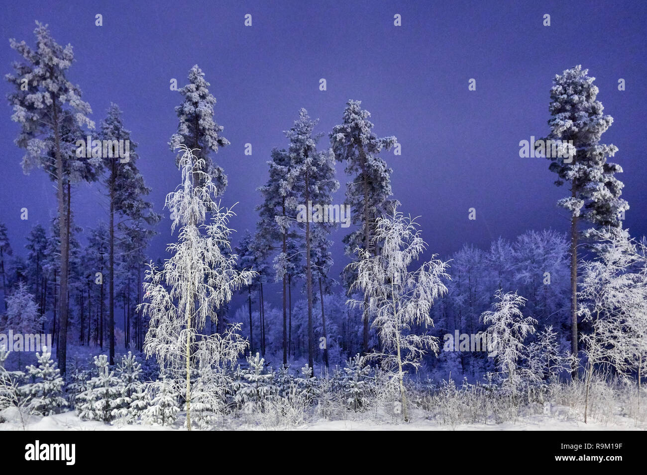 Serena notte invernale e il bel cielo azzurro. Snow cowered alberi in condizioni climatiche molto fredde in Finlandia. Foto Stock
