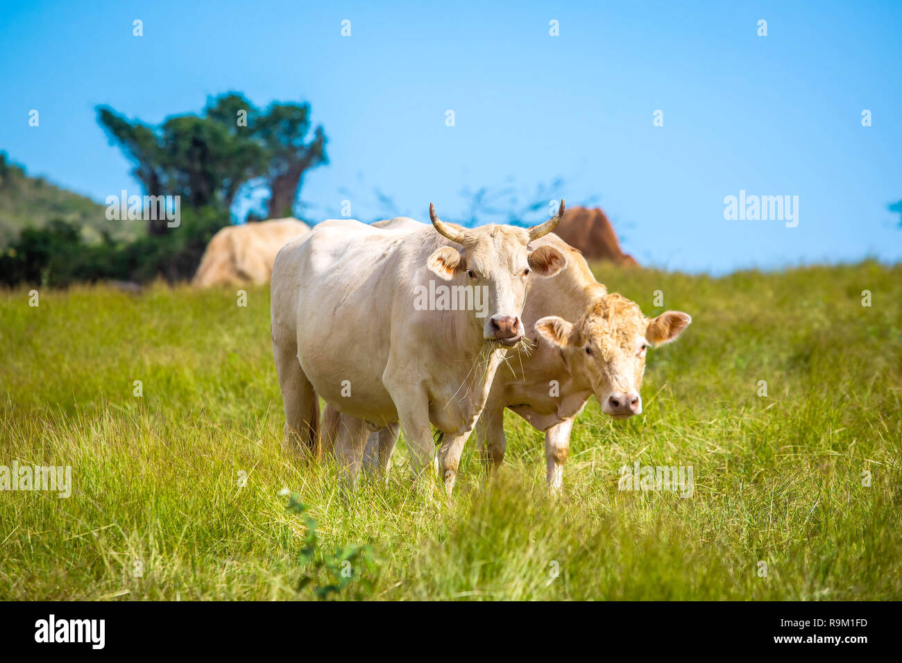 Bellissimo il bestiame in piedi nel campo di erba farm sollevato Foto Stock